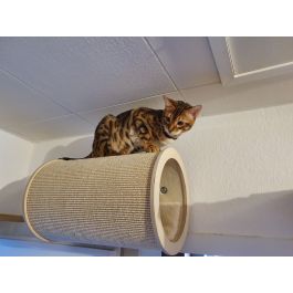 Katzen Sisalrolle mit und ohne Wandhalterung